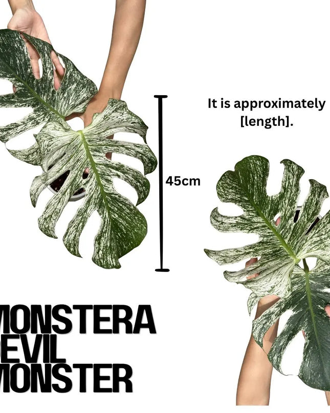 Monstera Devil Monster "Deliciosa" 2 Leaf Cutting Rooted