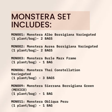 Special Set of 10 Bags of Monstera Tissue Culture