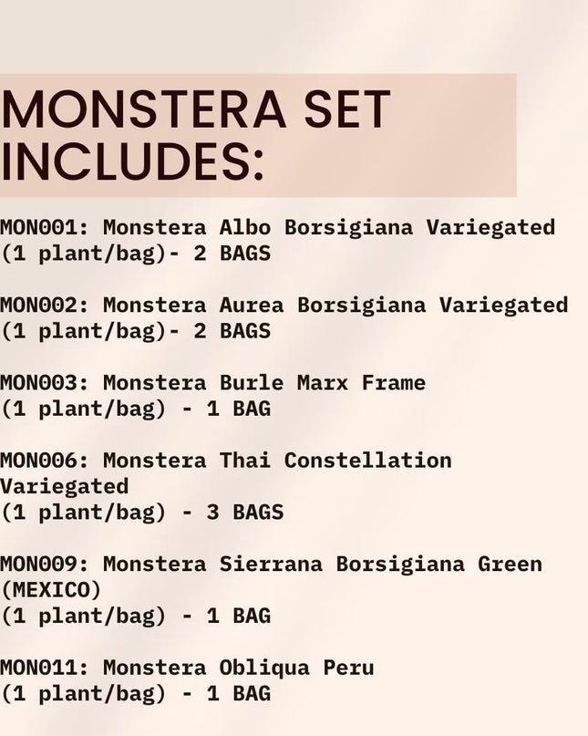 Special Set of 10 Bags of Monstera Tissue Culture