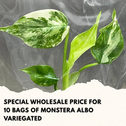 Wholesale Monstera Albo Variegated Tissue Culture (10 Bags)
