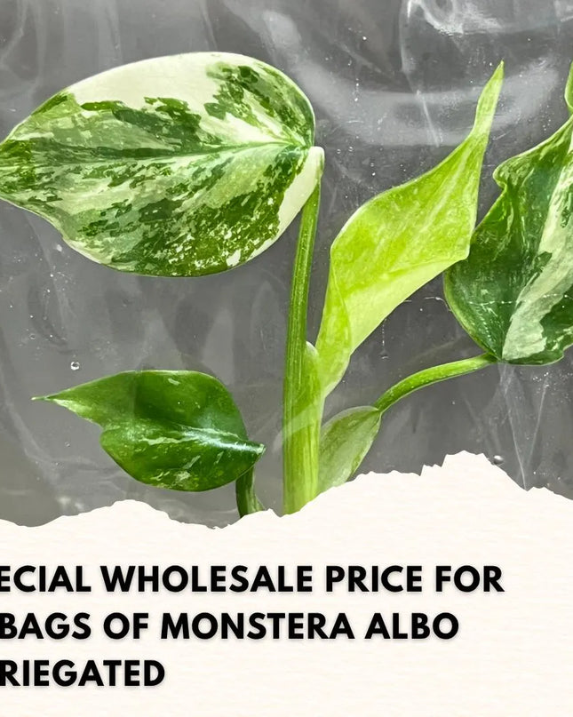 Wholesale Monstera Albo Variegated Tissue Culture (10 Bags)