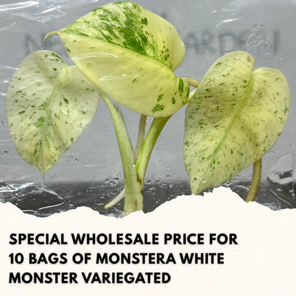 Wholesale Monstera White Monster Variegated Tissue Culture (10 Bags)