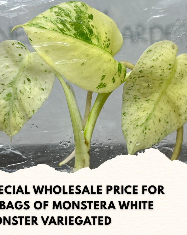 Wholesale Monstera White Monster Variegated Tissue Culture (10 Bags)