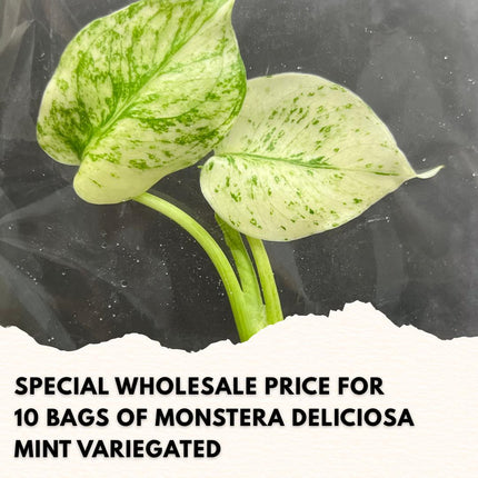 Wholesale Monstera Deliciosa Mint Variegated Tissue Culture (10 Bags)