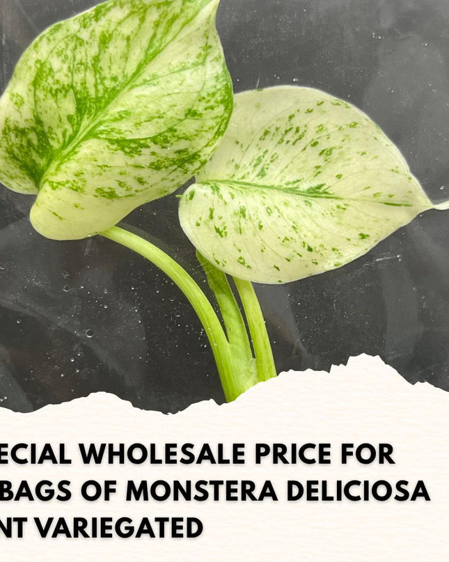 Wholesale Monstera Deliciosa Mint Variegated Tissue Culture (10 Bags)