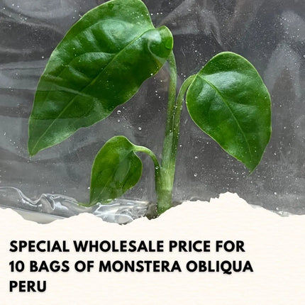 Wholesale Monstera Obliqua Peru Tissue Culture (10 Bags)