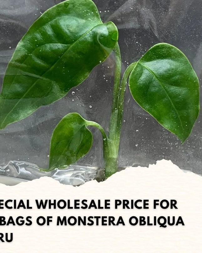 Wholesale Monstera Obliqua Peru Tissue Culture (10 Bags)