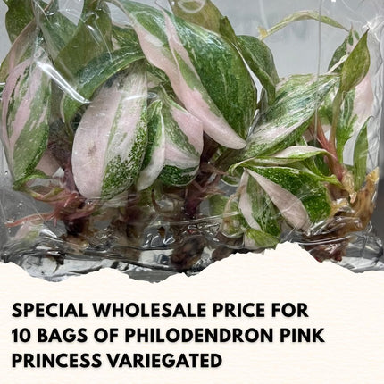 Wholesale Philodendron Pink Princess Variegated Tissue Culture (10 Bags)