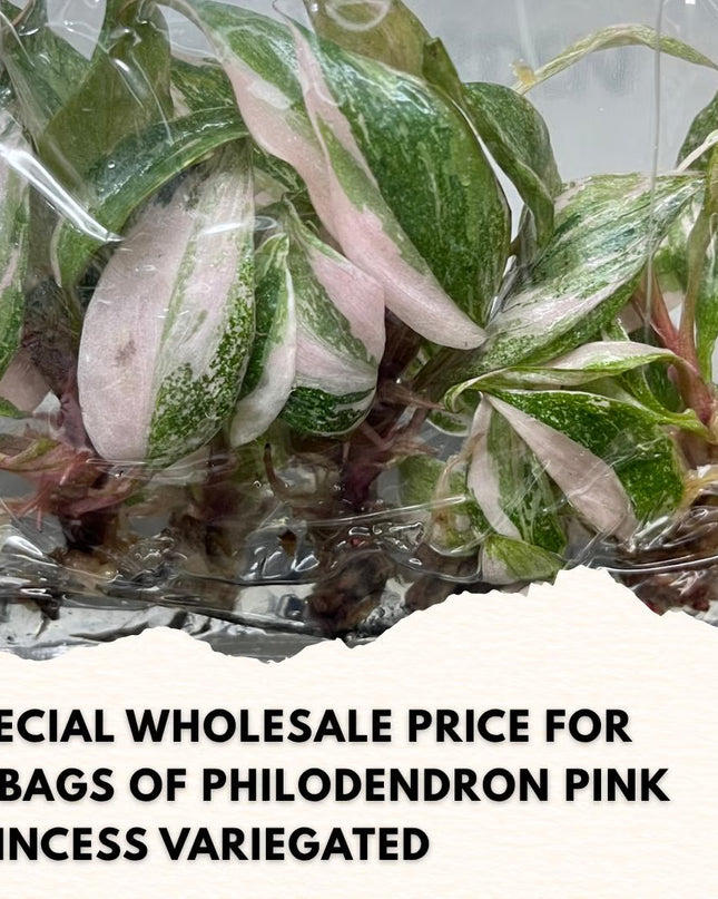 Wholesale Philodendron Pink Princess Variegated Tissue Culture (10 Bags)