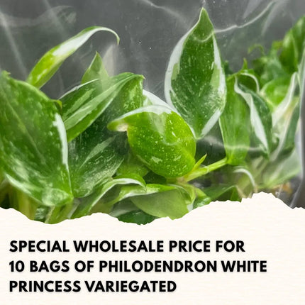 Wholesale Philodendron White Princess Variegated Tissue Culture (10 Bags)