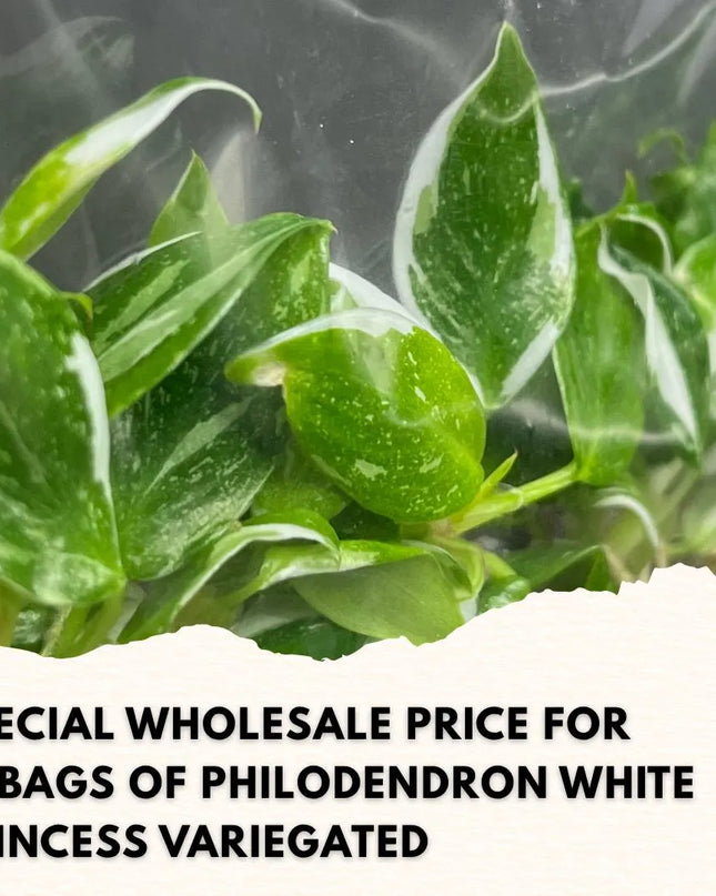 Wholesale Philodendron White Princess Variegated Tissue Culture (10 Bags)