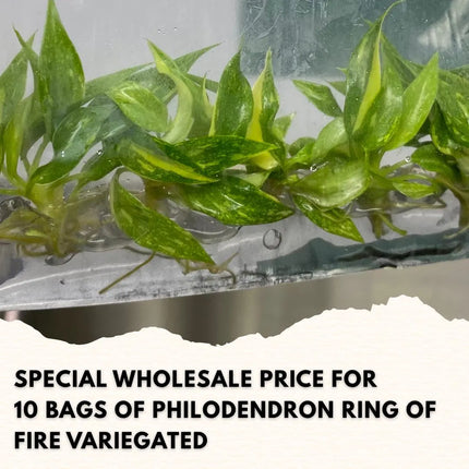 Wholesale Philodendron Ring of Fire Variegated Tissue Culture (10 Bags)