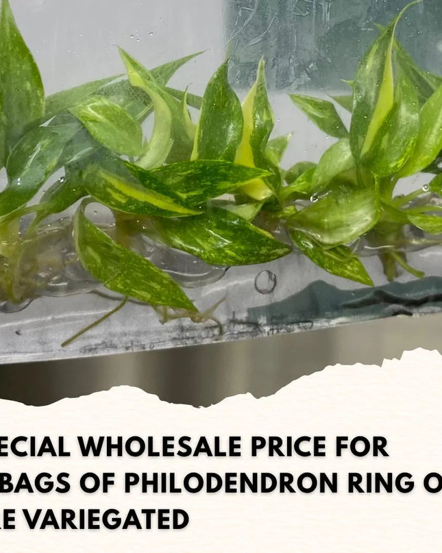 Wholesale Philodendron Ring of Fire Variegated Tissue Culture (10 Bags)