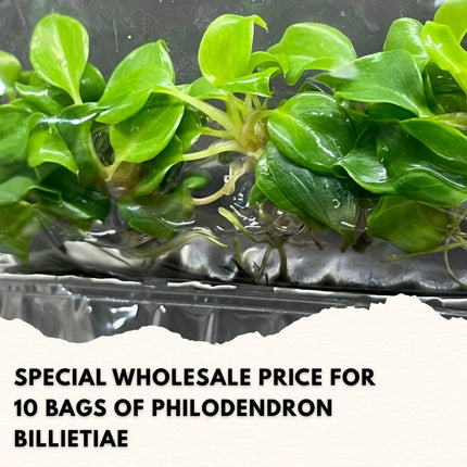 Wholesale Philodendron Billietiae Tissue Culture (10 Bags)