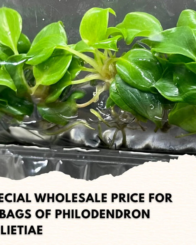 Wholesale Philodendron Billietiae Tissue Culture (10 Bags)