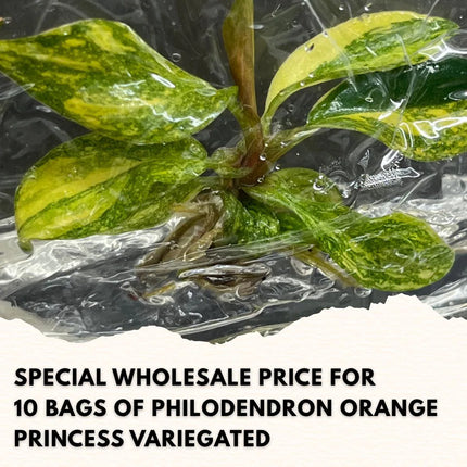Wholesale Philodendron Orange Princess Variegated Tissue Culture (10 Bags)