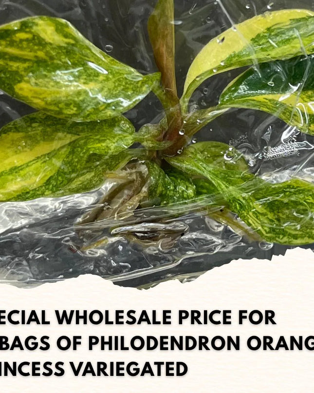 Wholesale Philodendron Orange Princess Variegated Tissue Culture (10 Bags)