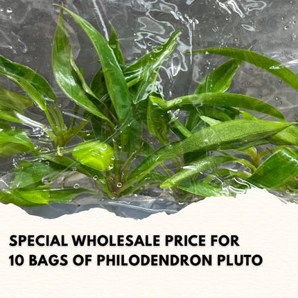 Wholesale Philodendron Pluto Tissue Culture (10 Bags)