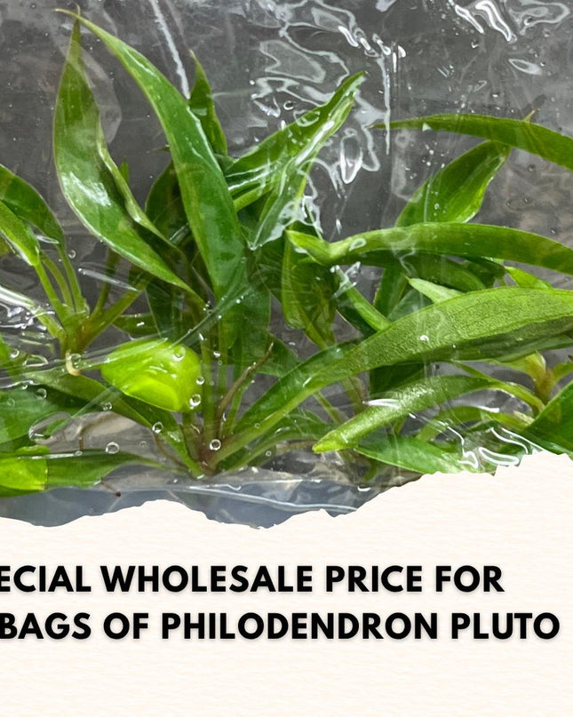 Wholesale Philodendron Pluto Tissue Culture (10 Bags)