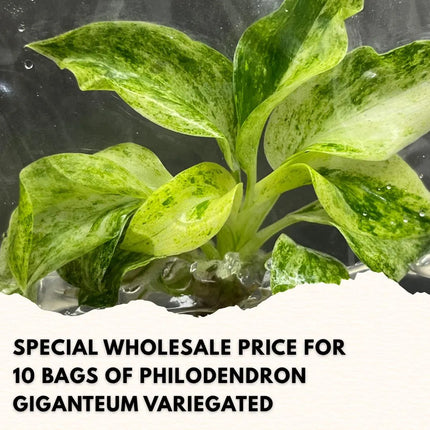 Wholesale Philodendron Giganteum Variegated Tissue Culture (10 Bags)