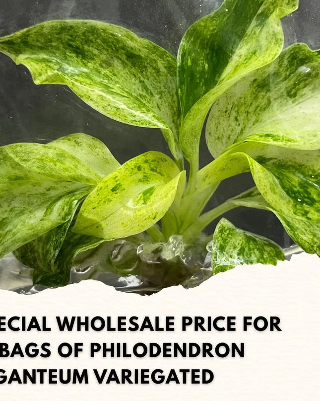 Wholesale Philodendron Giganteum Variegated Tissue Culture (10 Bags)