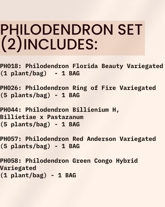 Special Set (2) of 10 Bags of Philodendron Tissue Culture