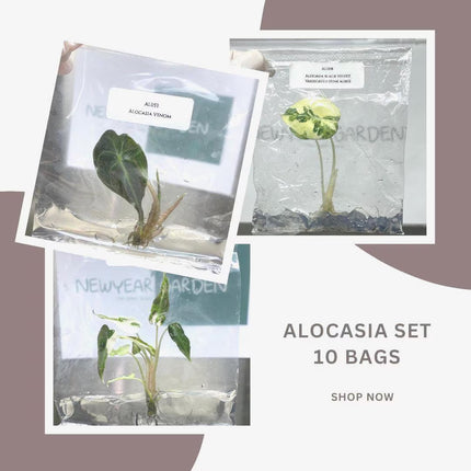 Special Set of 10 Bags of Alocasia Tissue Culture