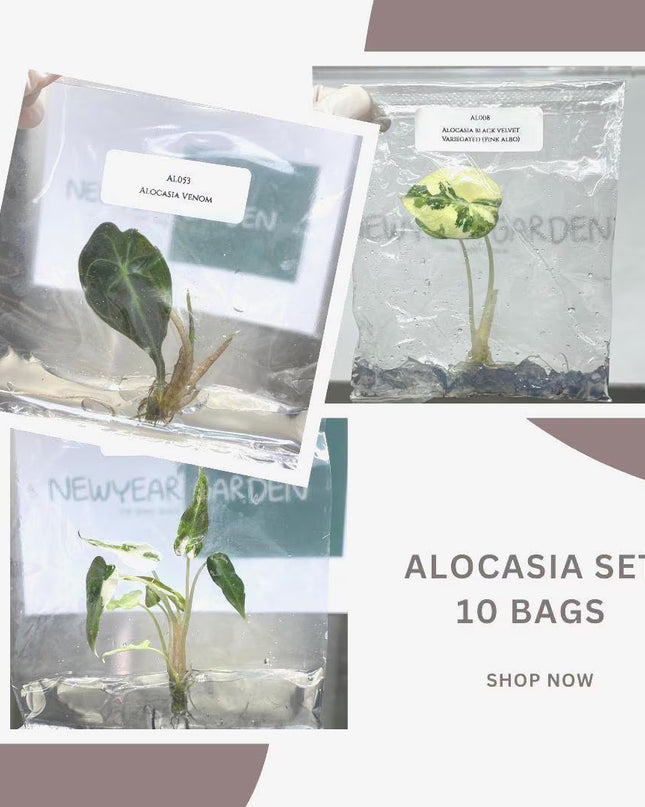 Special Set of 10 Bags of Alocasia Tissue Culture