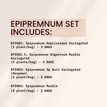 Special Set of 10 Bags of Epipremnum Tissue Culture