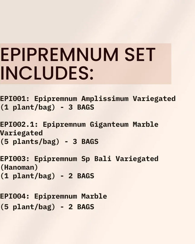 Special Set of 10 Bags of Epipremnum Tissue Culture