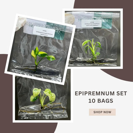 Special Set of 10 Bags of Epipremnum Tissue Culture
