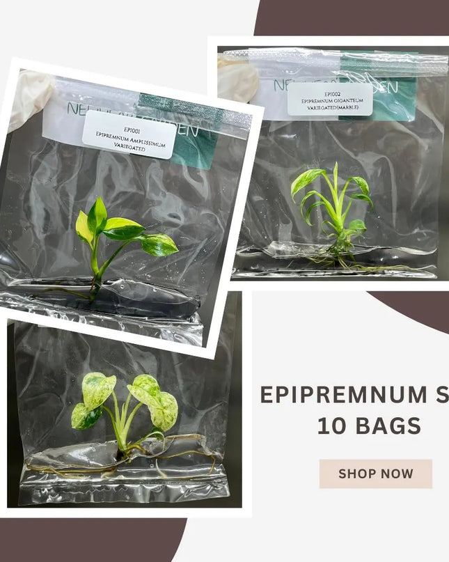 Special Set of 10 Bags of Epipremnum Tissue Culture