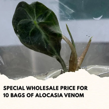 Wholesale Alocasia Venom Tissue Culture (10 Bags)