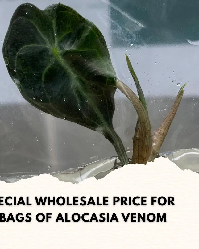 Wholesale Alocasia Venom Tissue Culture (10 Bags)
