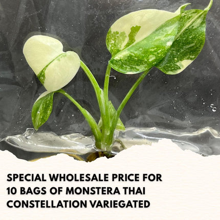 Wholesale Monstera Thai Constellation Variegated Tissue Culture (10 Bags)