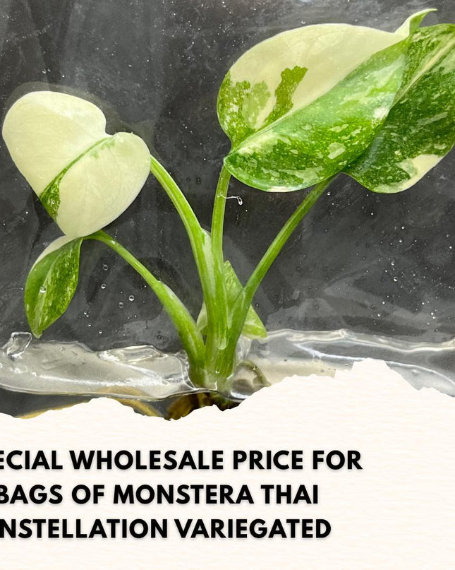 Wholesale Monstera Thai Constellation Variegated Tissue Culture (10 Bags)