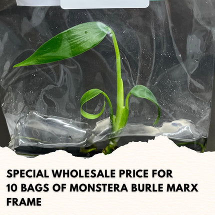 Wholesale Monstera Burle Marx Frame Tissue Culture (10 Bags)
