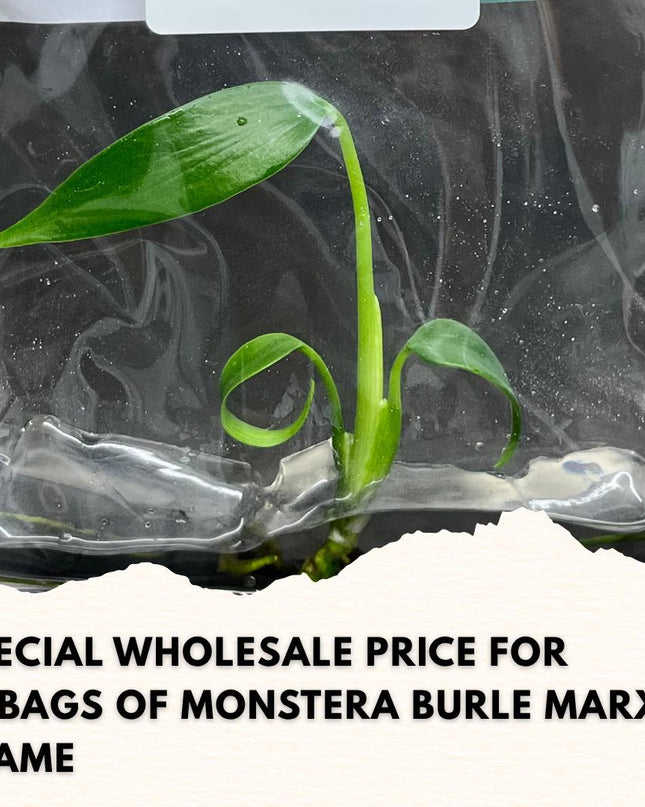 Wholesale Monstera Burle Marx Frame Tissue Culture (10 Bags)