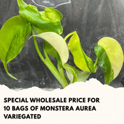 Wholesale Monstera Aurea Variegated Tissue Culture (10 Bags)