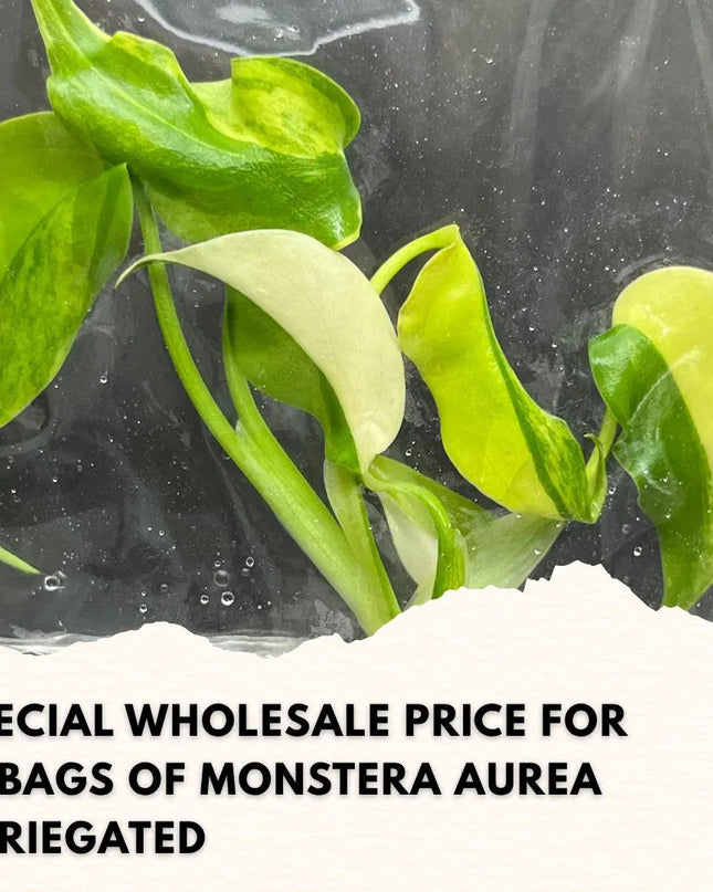 Wholesale Monstera Aurea Variegated Tissue Culture (10 Bags)