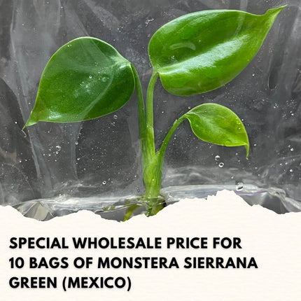 Wholesale Monstera Sierrana Green (Mexico) Tissue Culture (10 Bags)