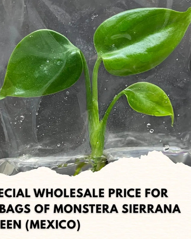 Wholesale Monstera Sierrana Green (Mexico) Tissue Culture (10 Bags)