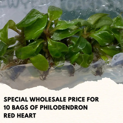 Wholesale Philodendron Red Heart Tissue Culture (10 Bags)