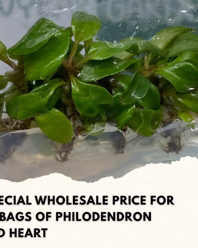 Wholesale Philodendron Red Heart Tissue Culture (10 Bags)
