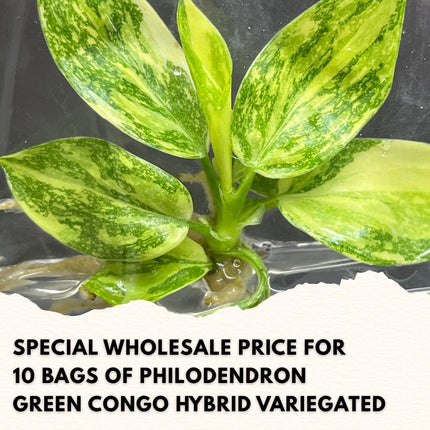 Wholesale Philodendron Green Congo Hybrid Variegated Tissue Culture (10 Bags)