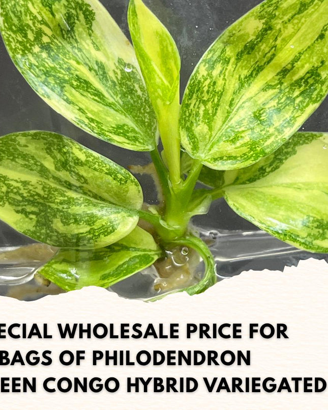 Wholesale Philodendron Green Congo Hybrid Variegated Tissue Culture (10 Bags)