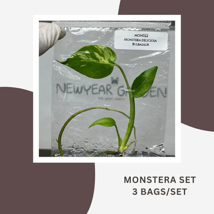 Special Set Monstera Bulbasaur (3 bags/set)