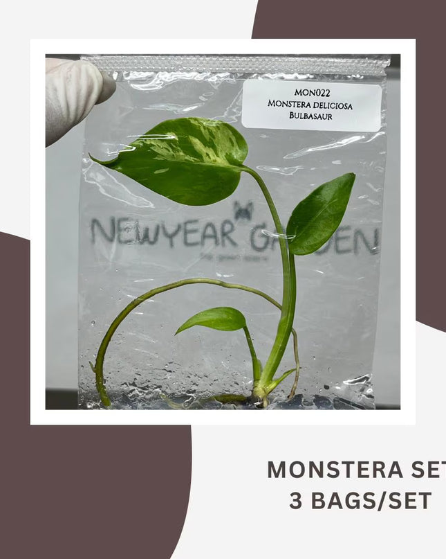 Special Set Monstera Bulbasaur (3 bags/set)