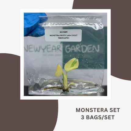 Special Set Monstera White Lava Ghost Deli. Var. (Thai Con.) (3 bags/set)