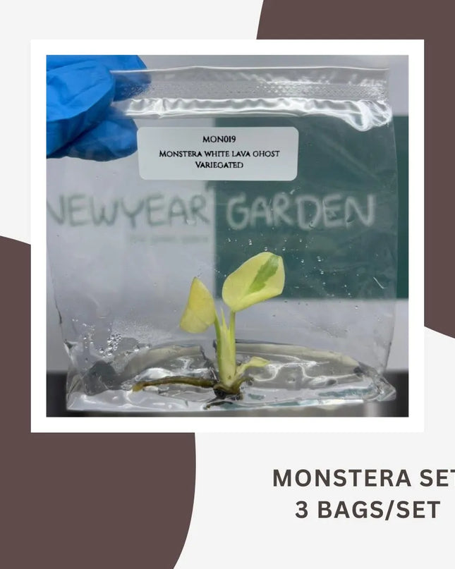 Special Set Monstera White Lava Ghost Deli. Var. (Thai Con.) (3 bags/set)